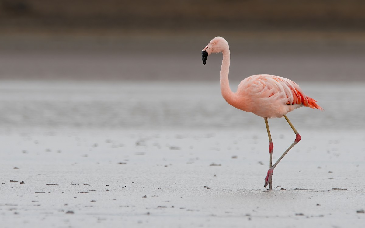Şili Flamingosu - ML429280211