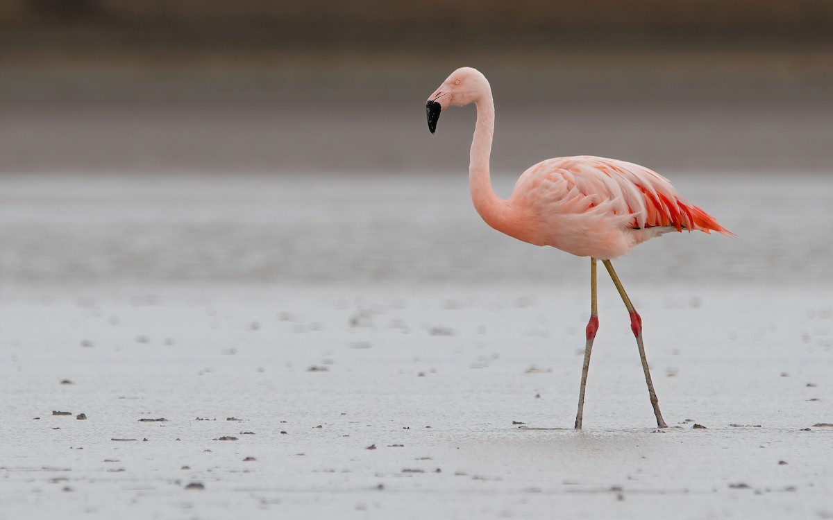 Şili Flamingosu - ML429280231