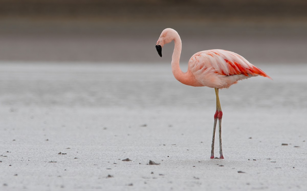 Chilean Flamingo - Mason Maron