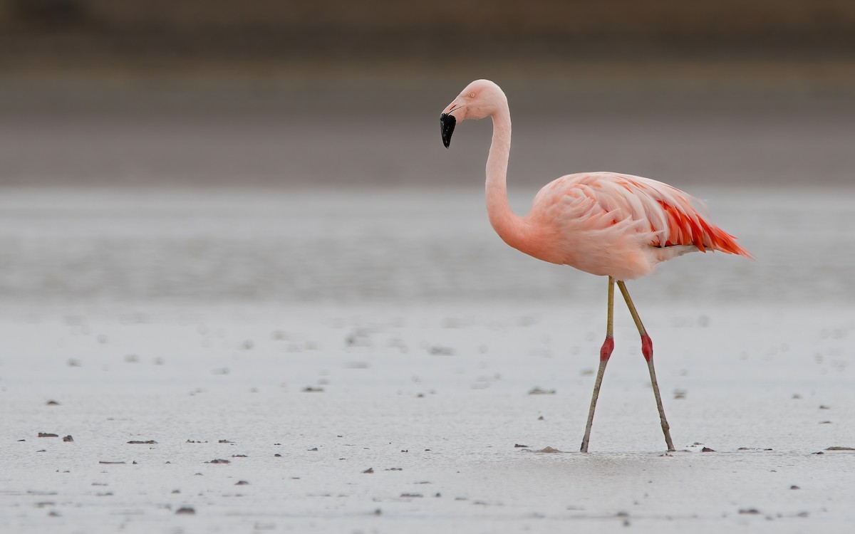 Chilean Flamingo - ML429280631