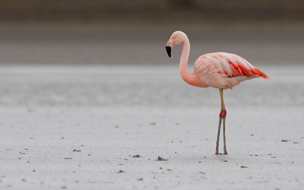 Şili Flamingosu - ML429280821