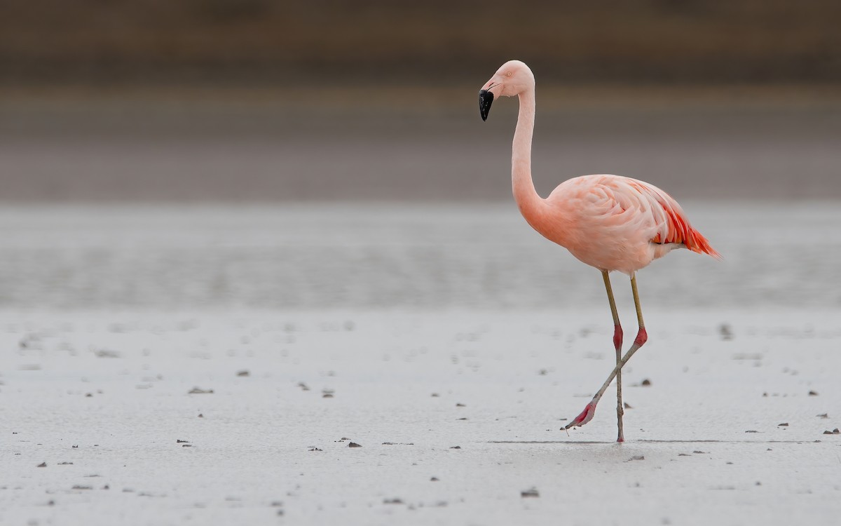 Chilean Flamingo - ML429280831