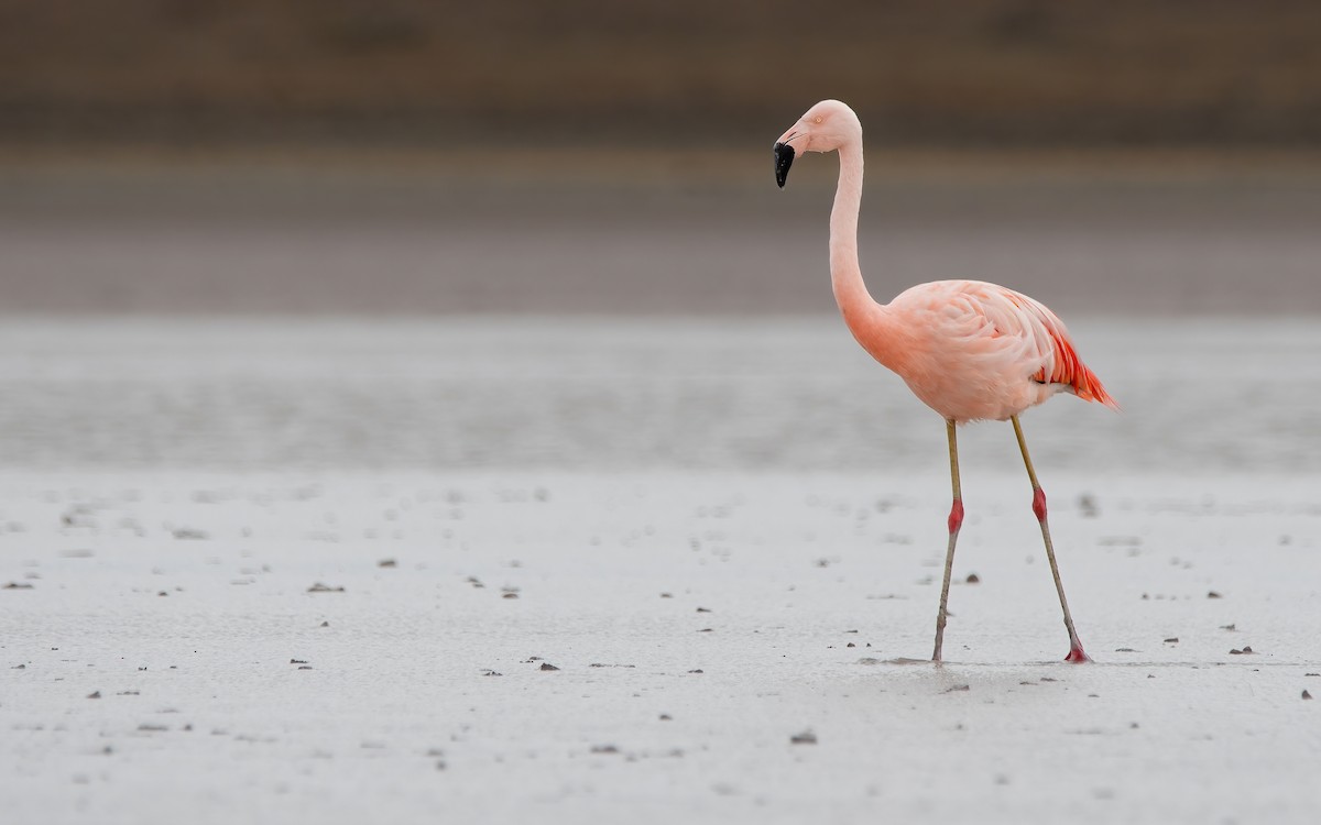 Şili Flamingosu - ML429280891