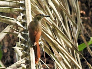 Northern Barred-Woodcreeper - eBird