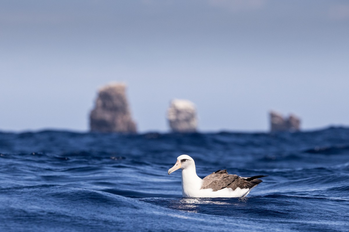 albatros laysanský - ML429286851