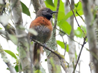  - Rufous-breasted Spinetail