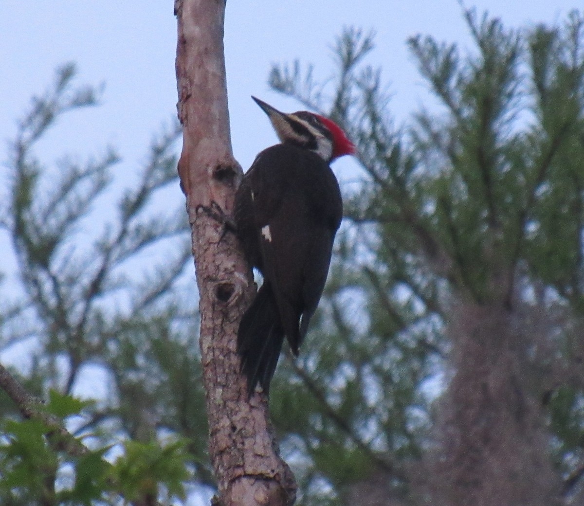 Pileated Woodpecker - ML429297021