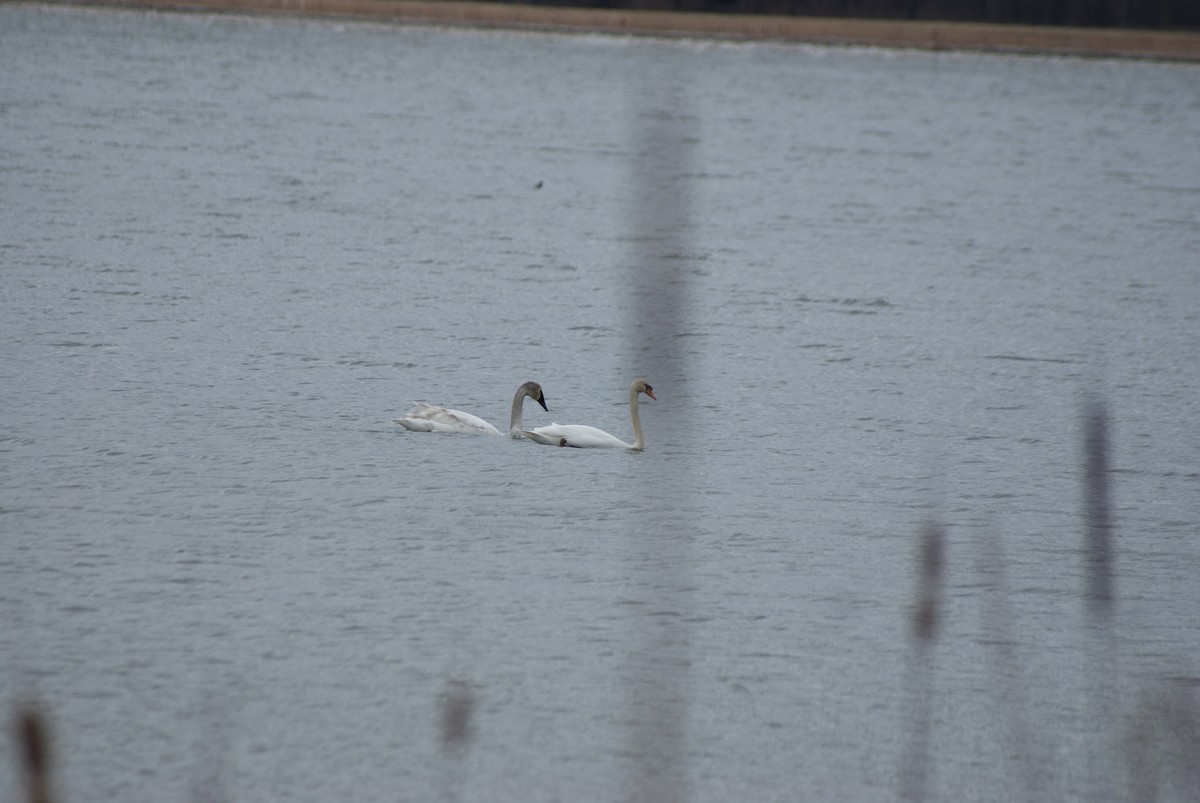 Trumpeter/Tundra Swan - Anonymous