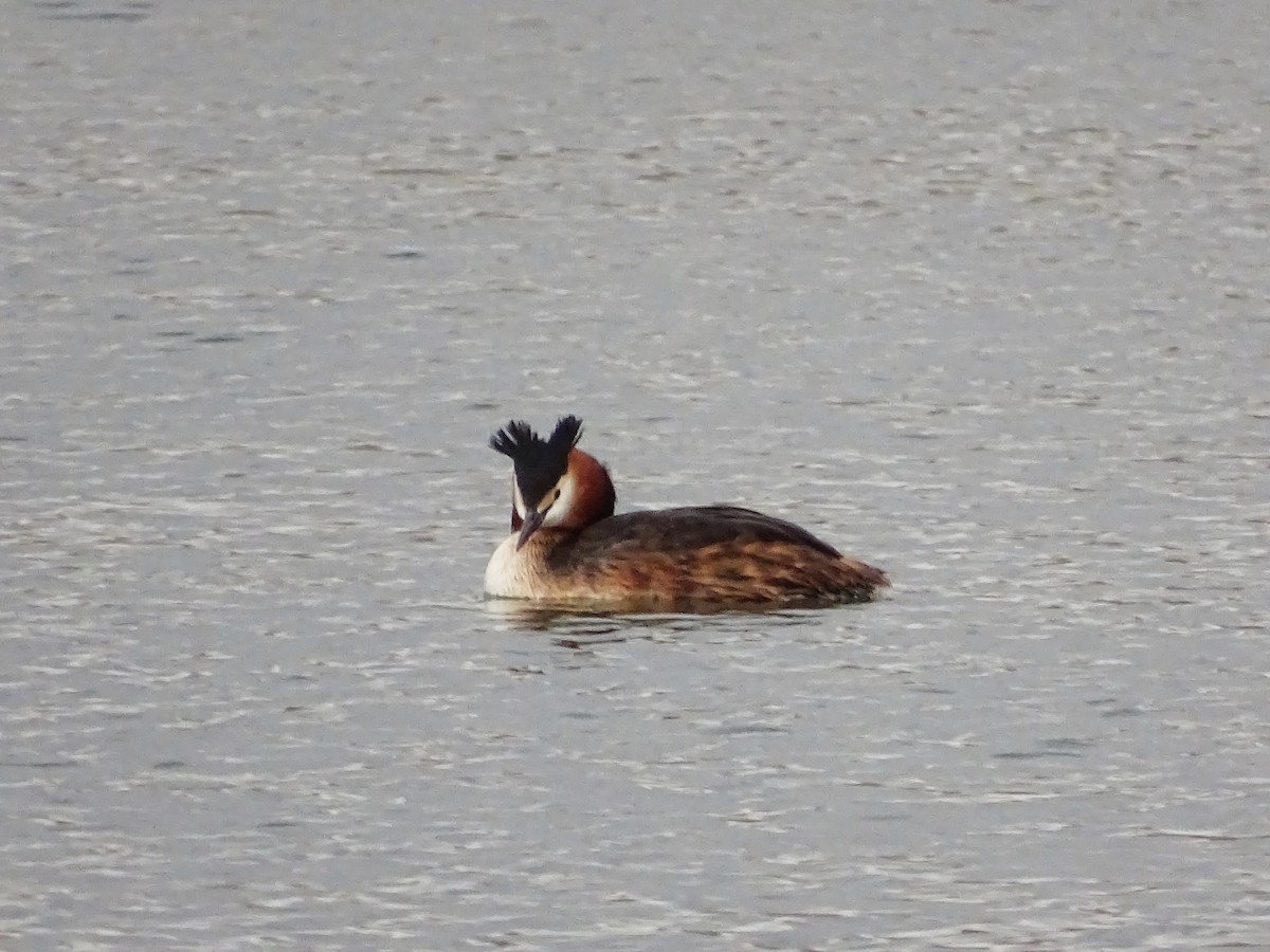 Great Crested Grebe - ML429299171
