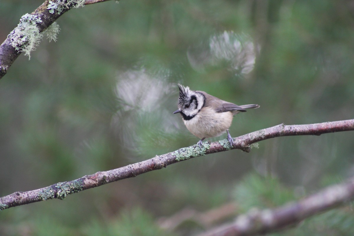 Crested Tit - ML429301791
