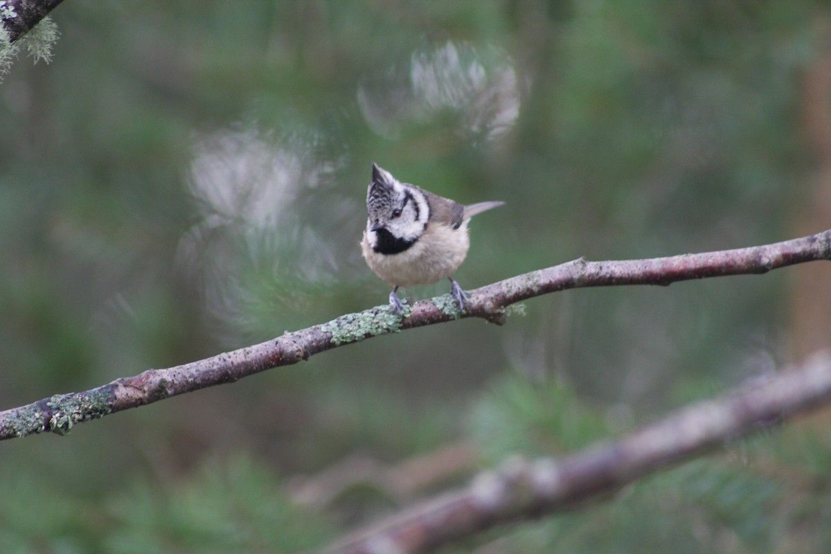 Crested Tit - ML429301831
