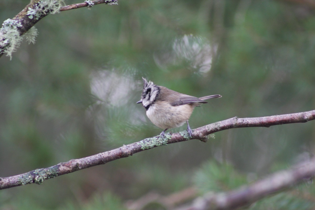 Crested Tit - ML429301851
