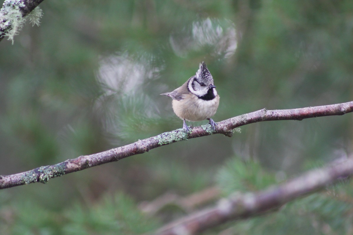 Crested Tit - ML429301881