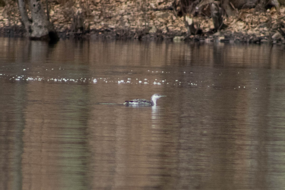 Red-throated Loon - ML429302471