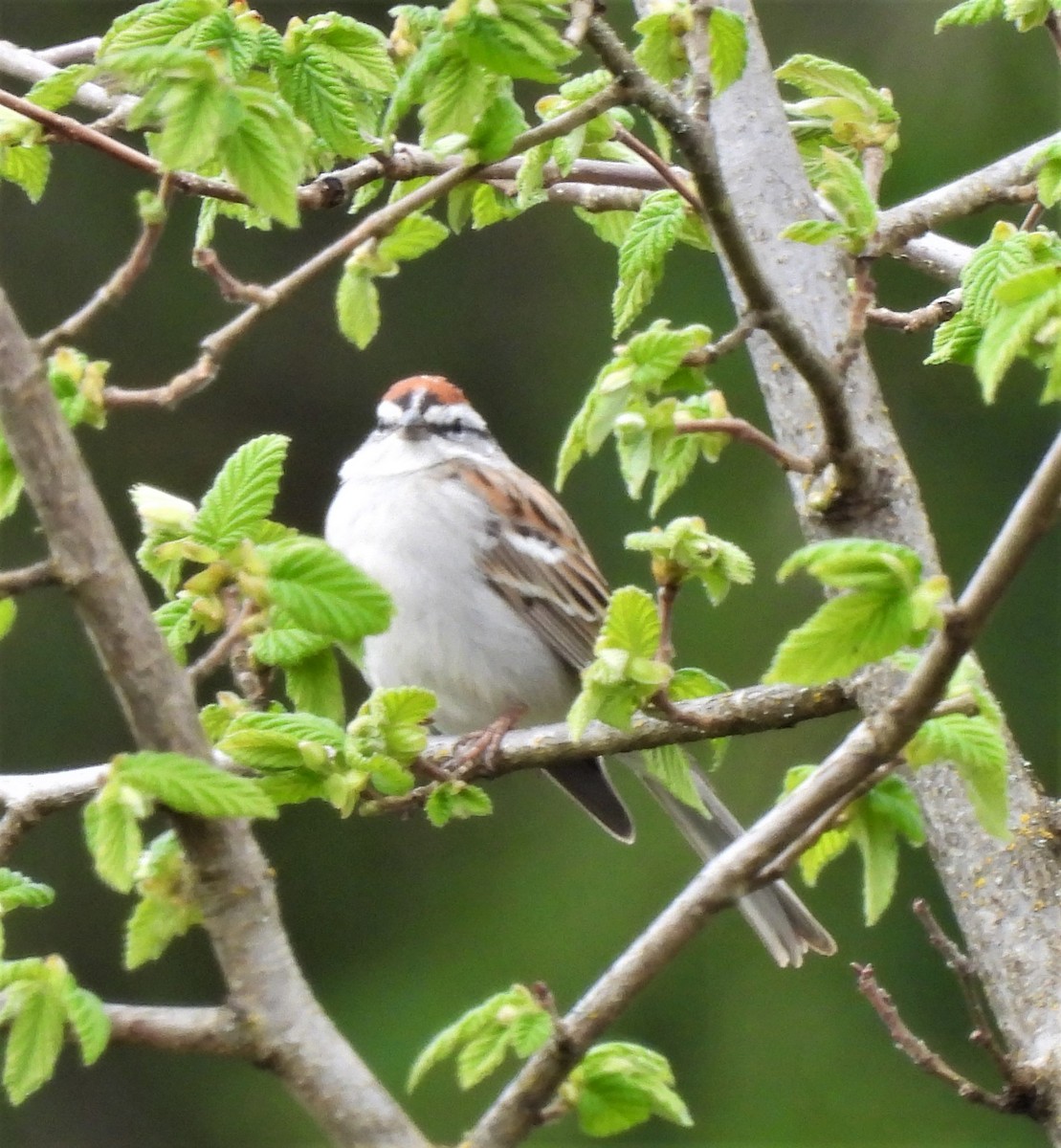 Chipping Sparrow - ML429304031