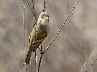  - White-throated Flycatcher