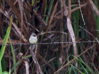  - White-throated Flycatcher