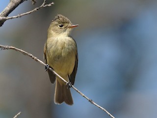  - White-throated Flycatcher