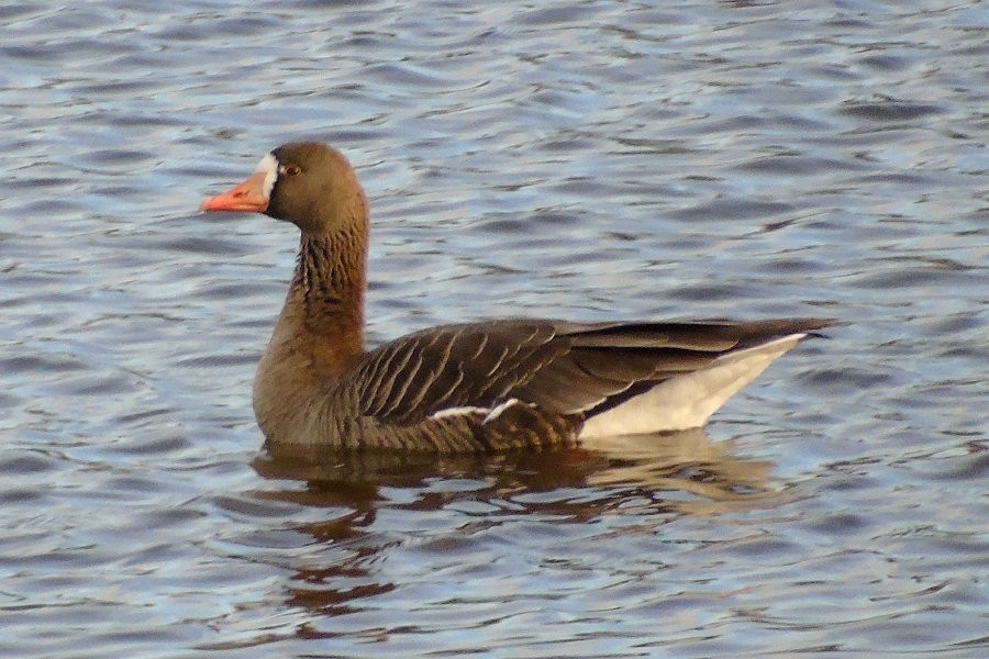 Greater White-fronted Goose - ML42931381