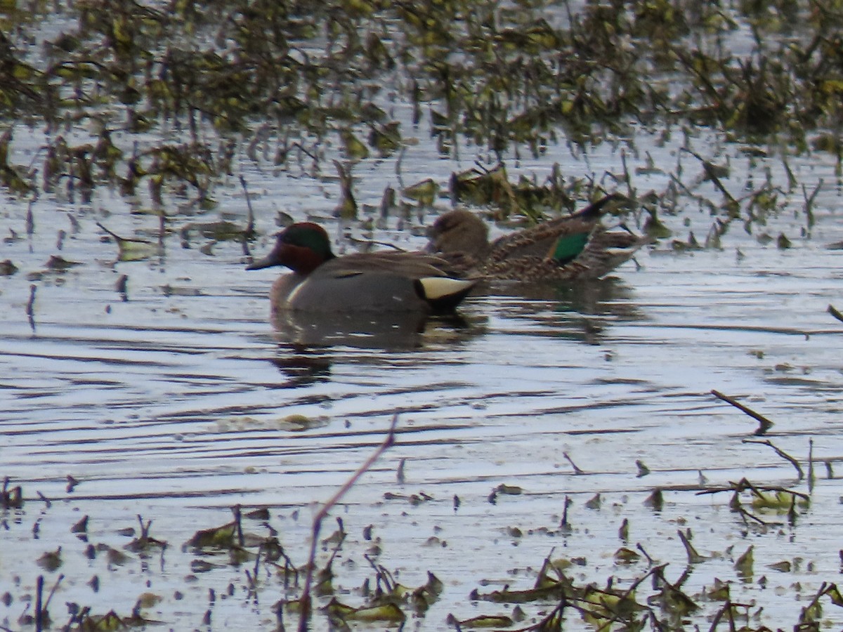 Green-winged Teal - ML429314471