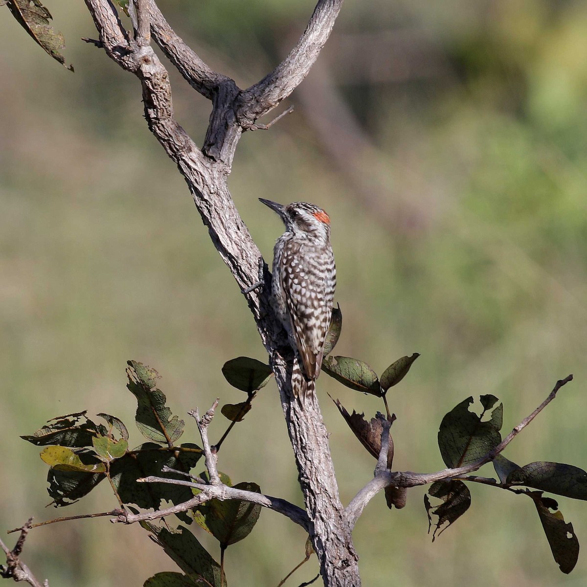 Checkered Woodpecker - ML429326031