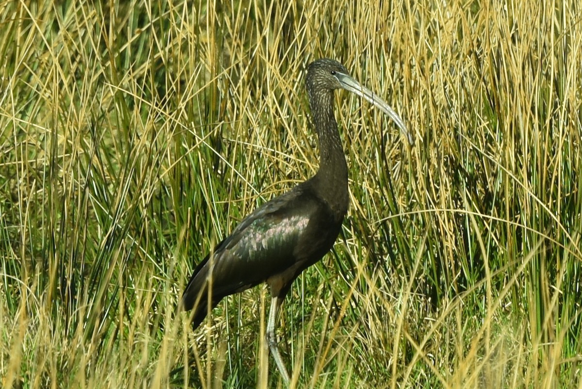 ibis hnědý - ML429328311