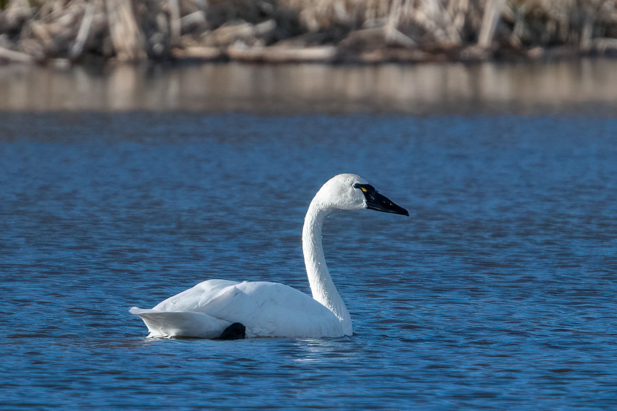 Tundra Swan (Whistling) - ML429331521