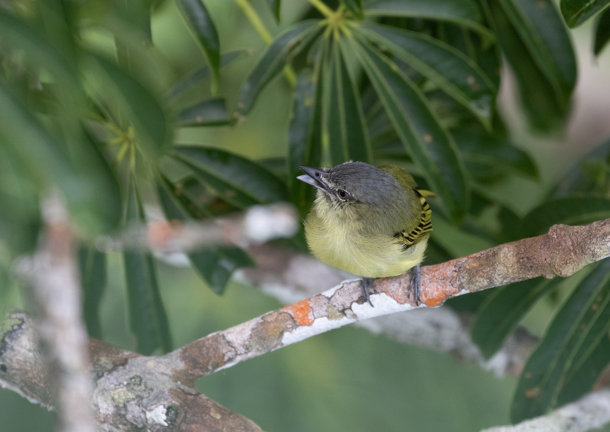 Gray-crowned Flatbill - ML429336631