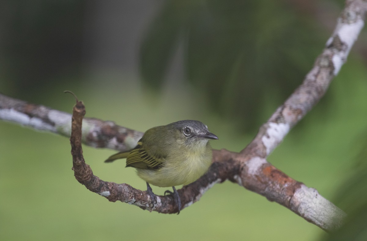 Gray-crowned Flatbill - ML429336701