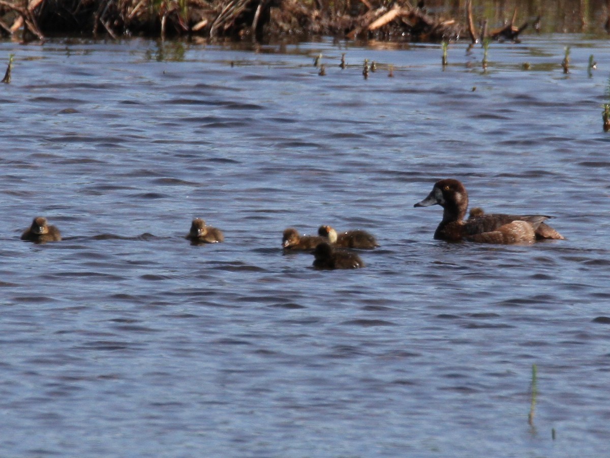 Greater Scaup - ML429337401