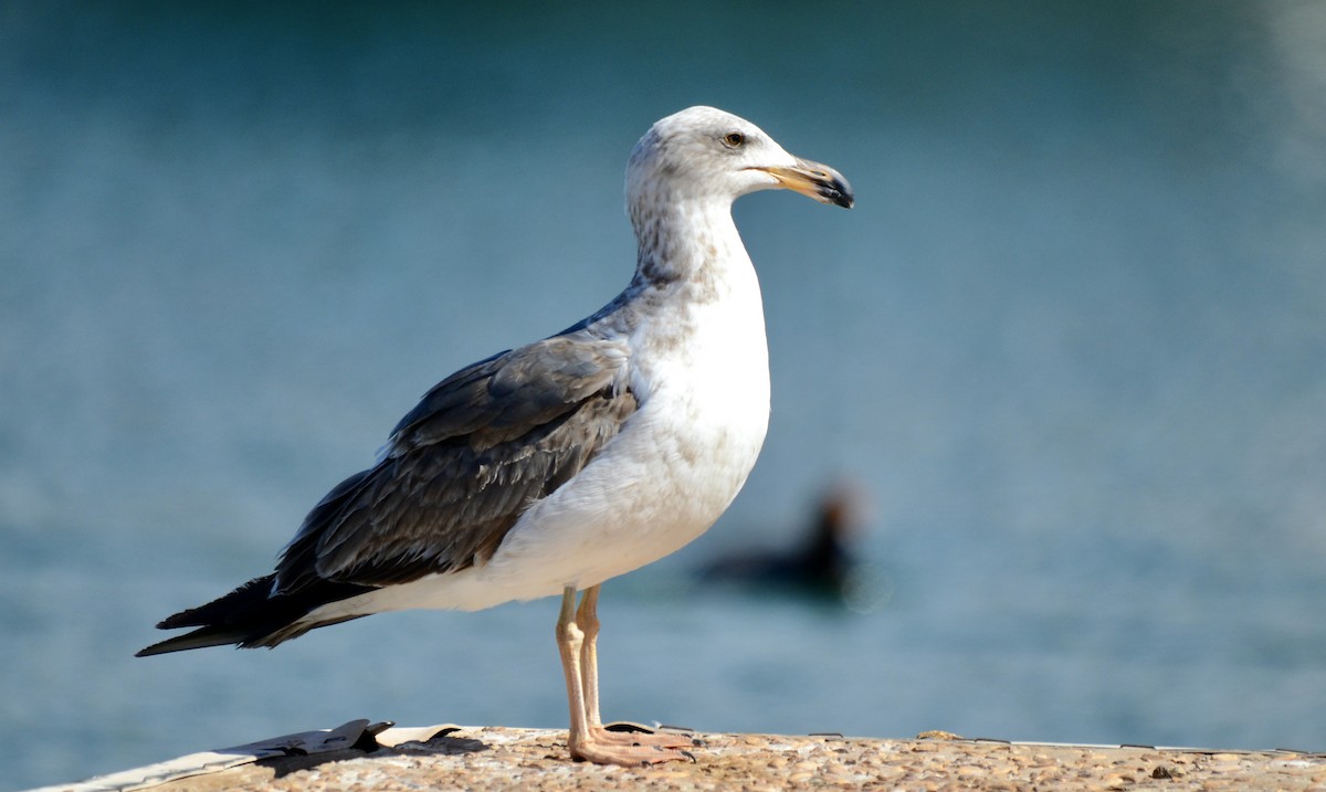 Yellow-footed Gull - ML429341201