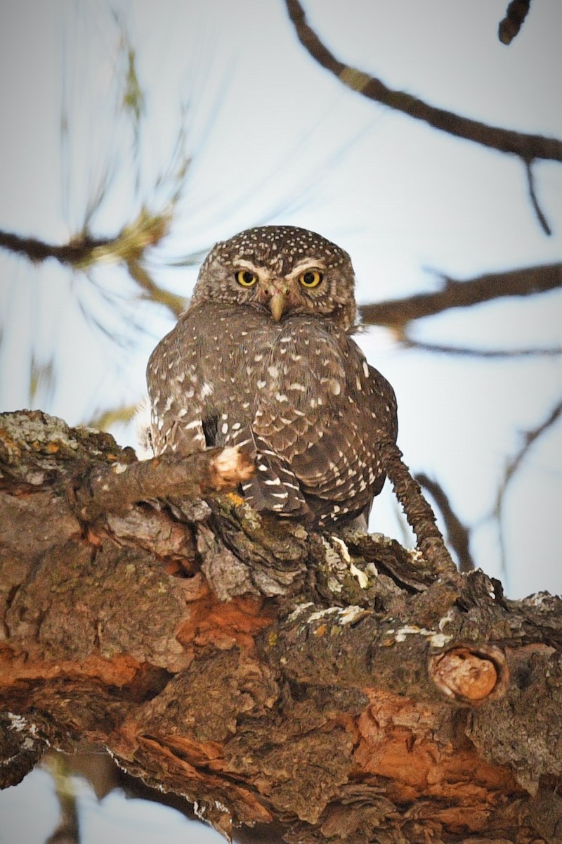 Northern Pygmy-Owl - Steve Rash