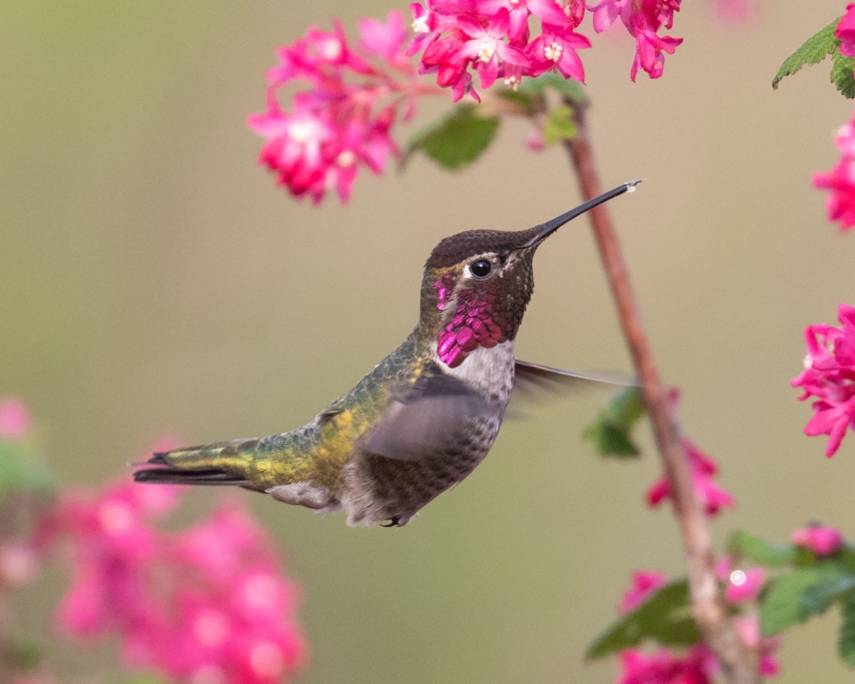Anna's Hummingbird - ML429342341