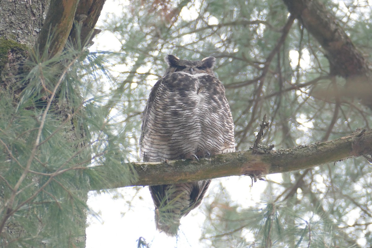 Great Horned Owl - ML429343781