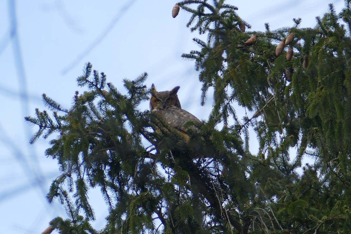 Great Horned Owl - ML429343811
