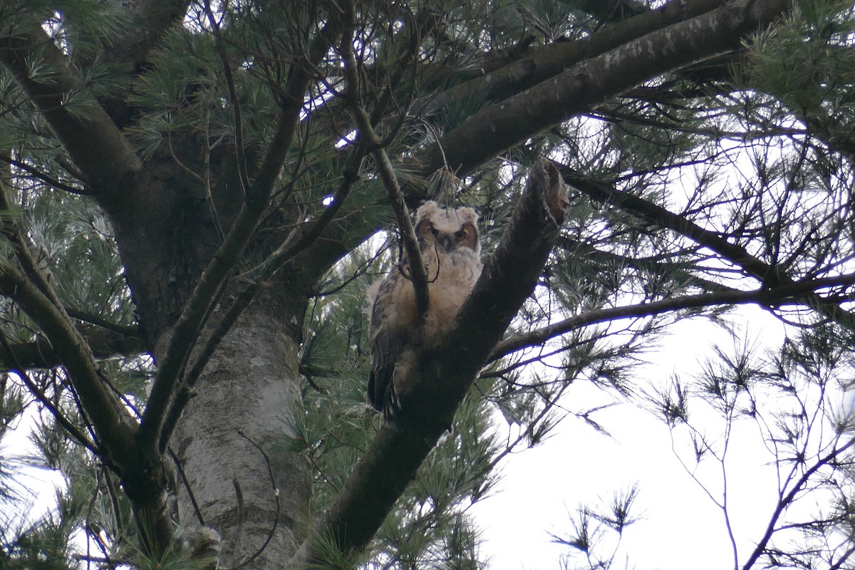 Great Horned Owl - ML429343881
