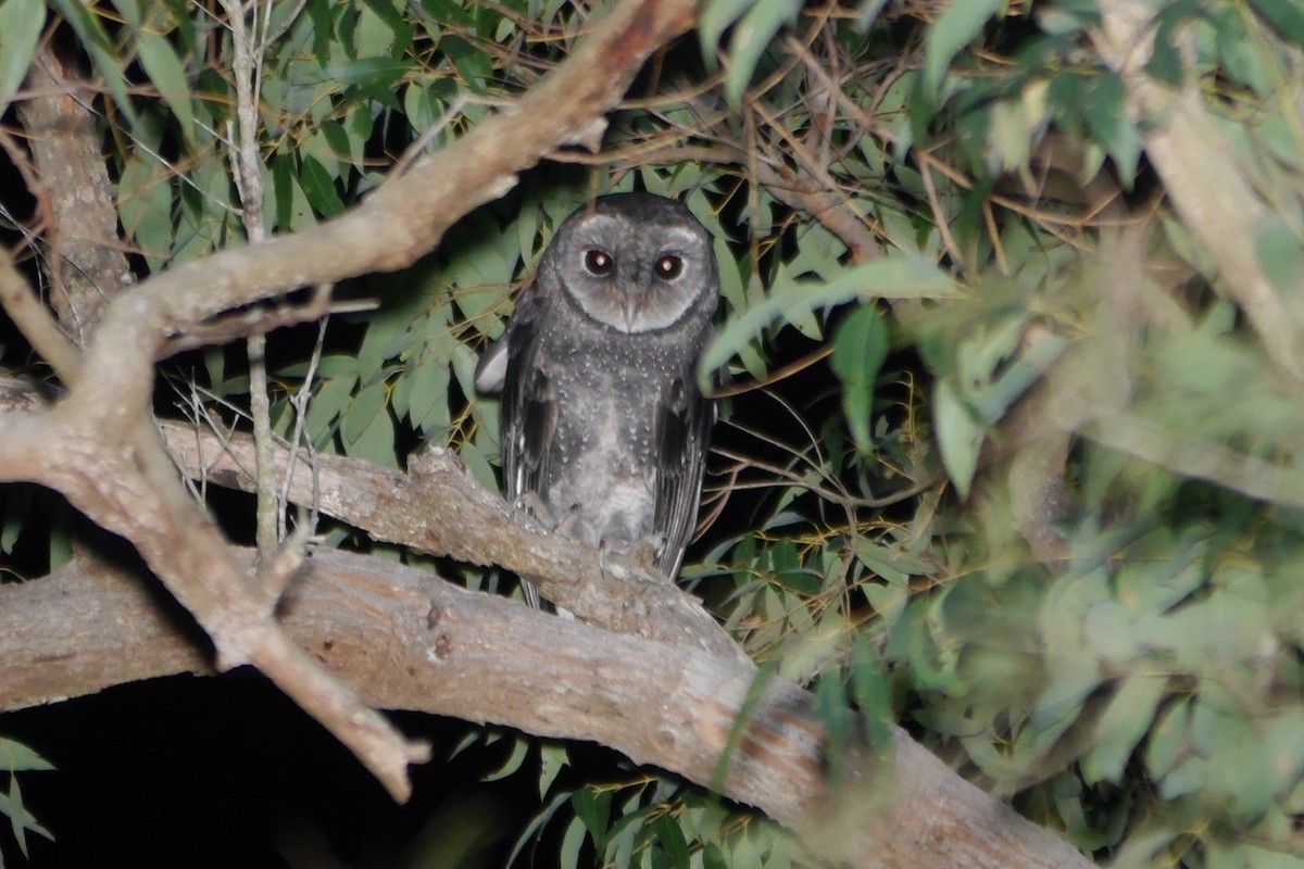 Sooty Owl (Greater) - Jenny Stiles