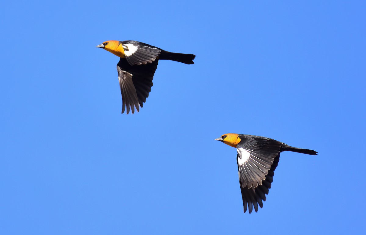 Yellow-headed Blackbird - Ad Konings