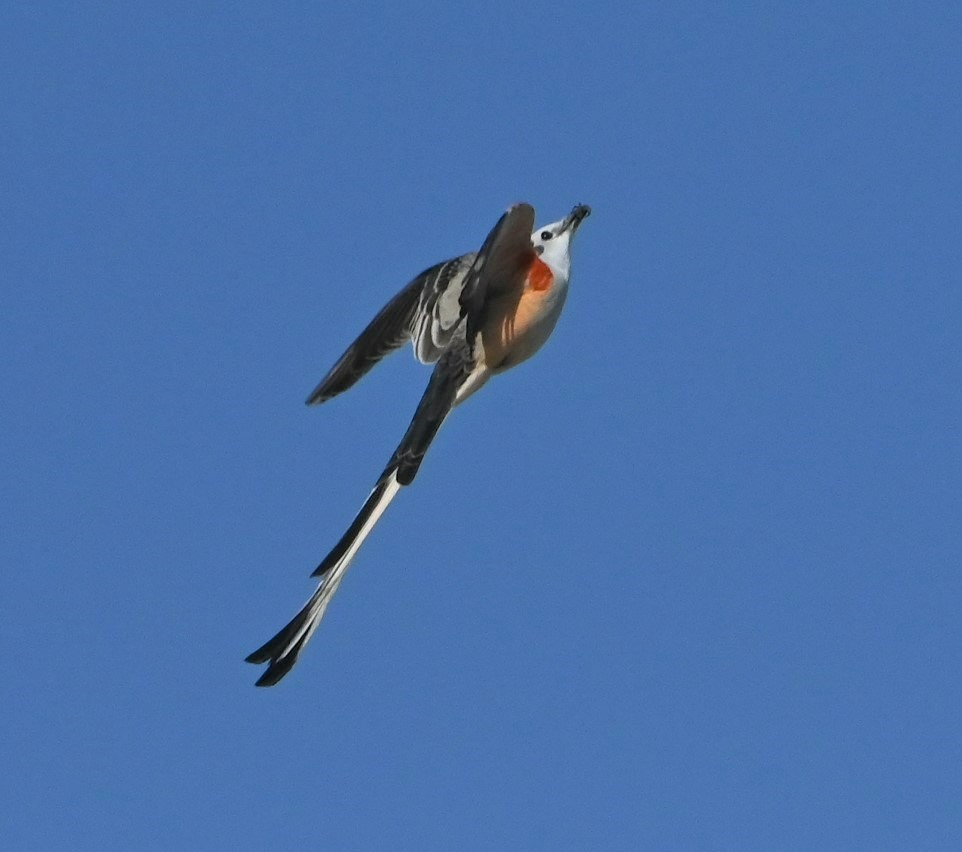 Scissor-tailed Flycatcher - ML429354491