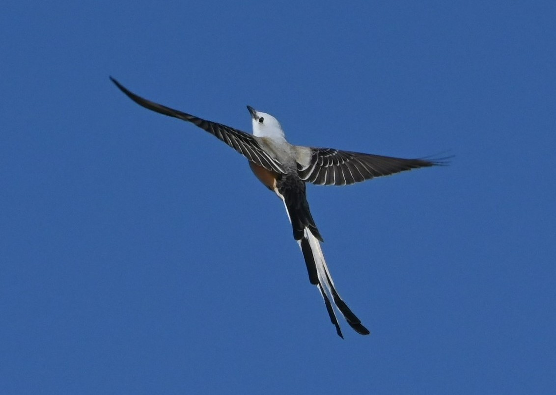 Scissor-tailed Flycatcher - ML429354521