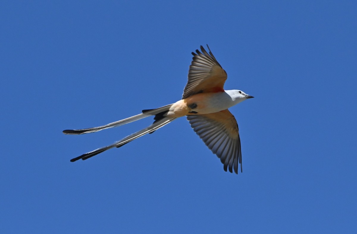 Scissor-tailed Flycatcher - ML429354561