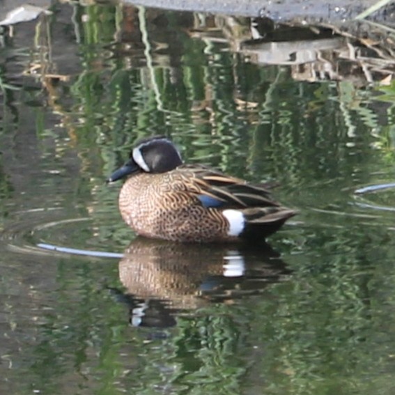 Blue-winged Teal - ML429358231