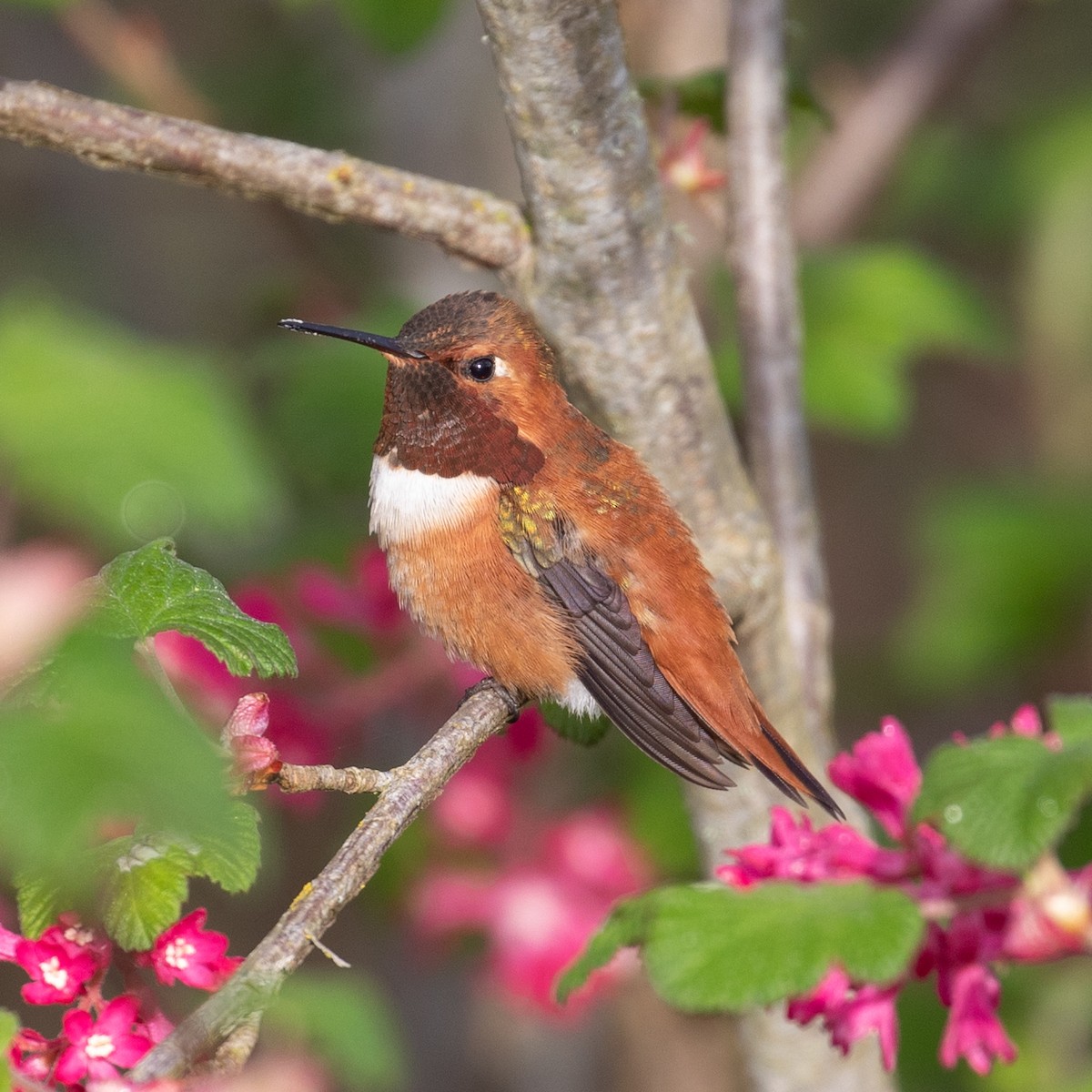 Rufous Hummingbird - Susan Holtz