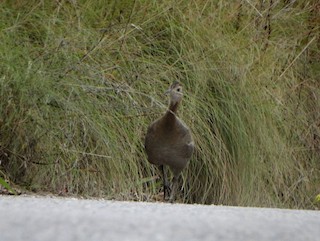 Red-winged Tinamou, ML429366561