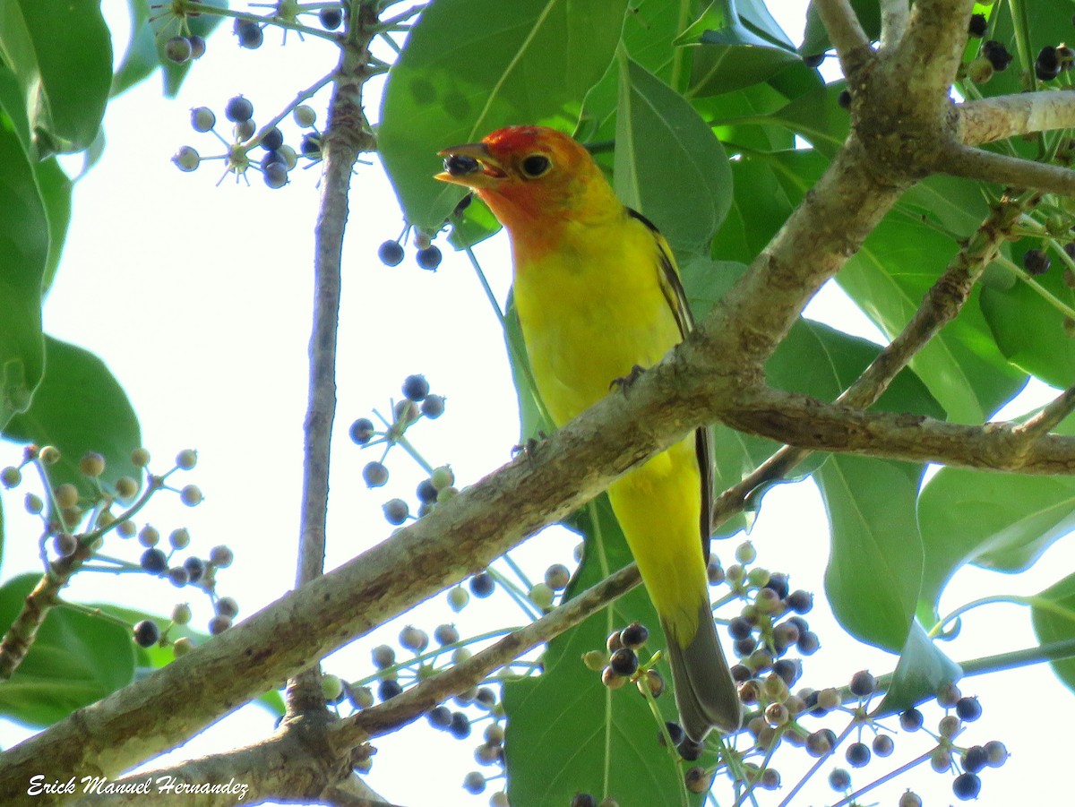 Western Tanager - ML429370001
