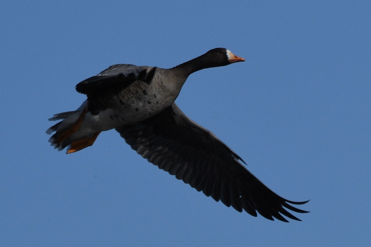 Greater White-fronted Goose - ML429381341