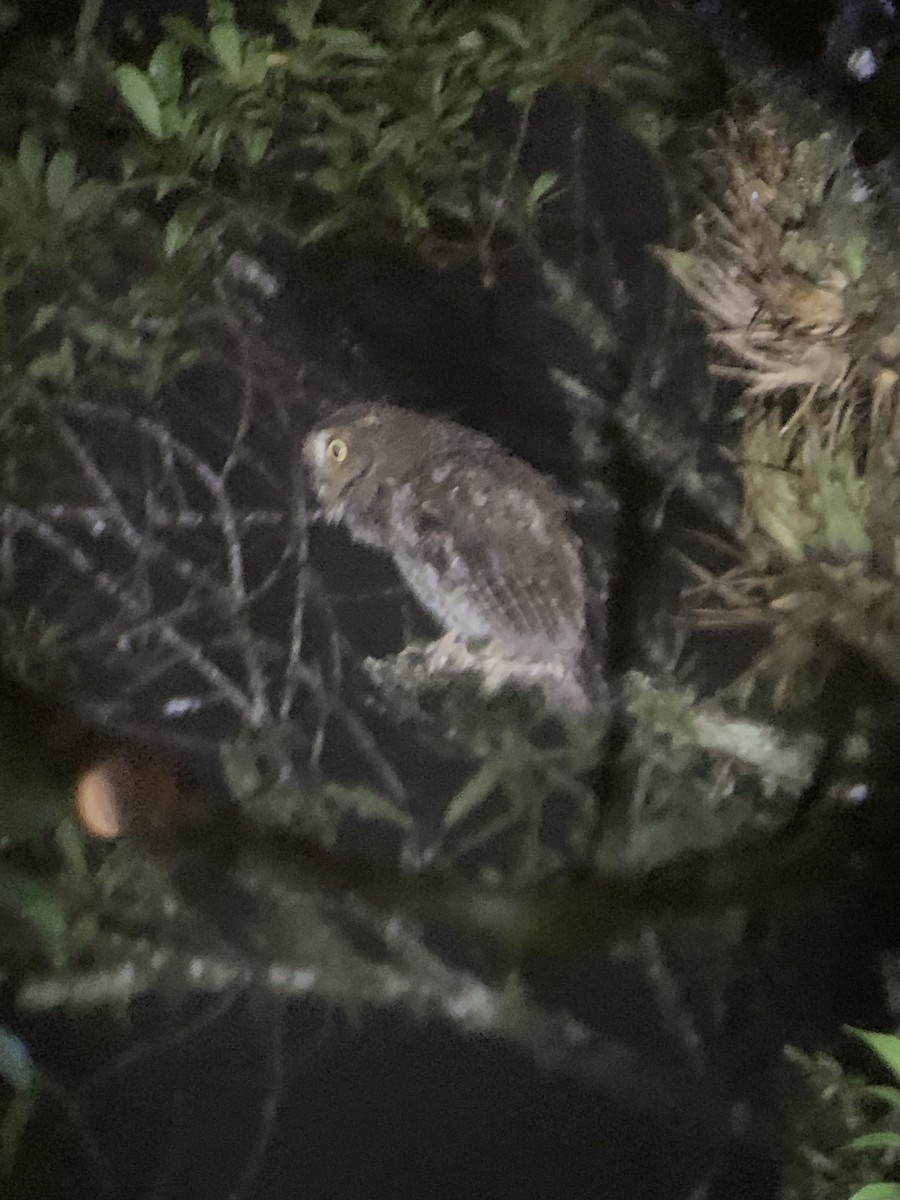 Bare-shanked Screech-Owl - ML429386121