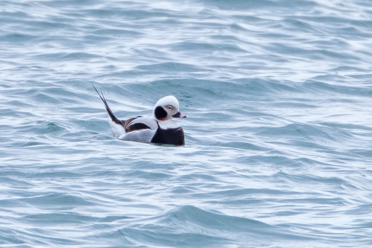 Long-tailed Duck - ML429386721