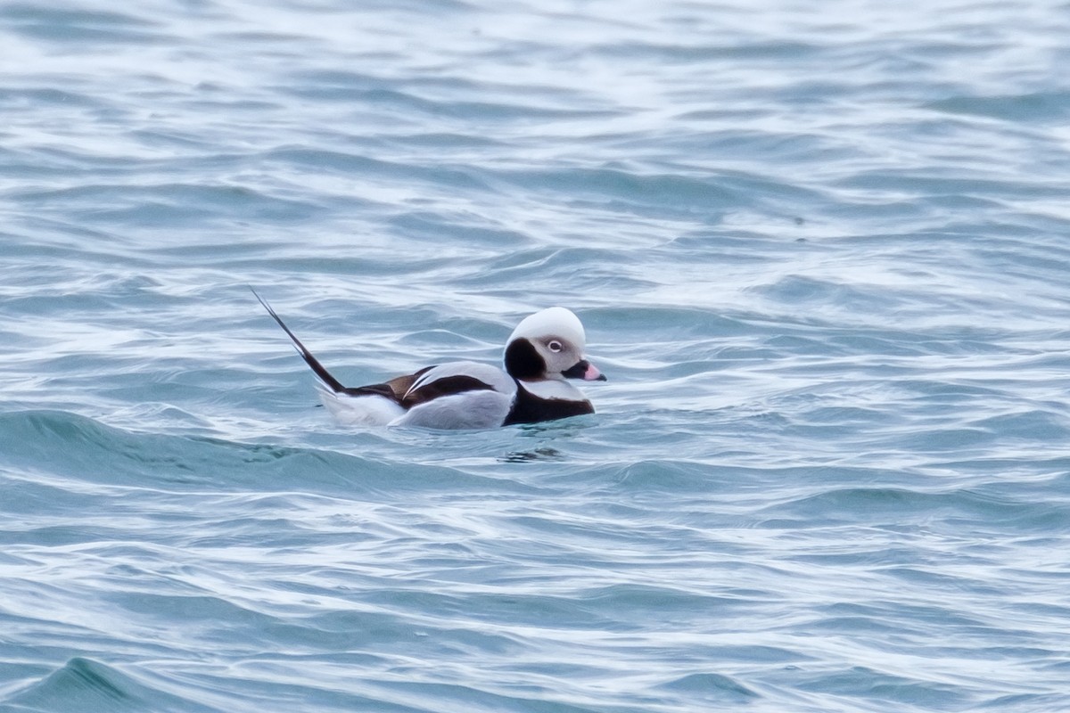 Long-tailed Duck - ML429386731
