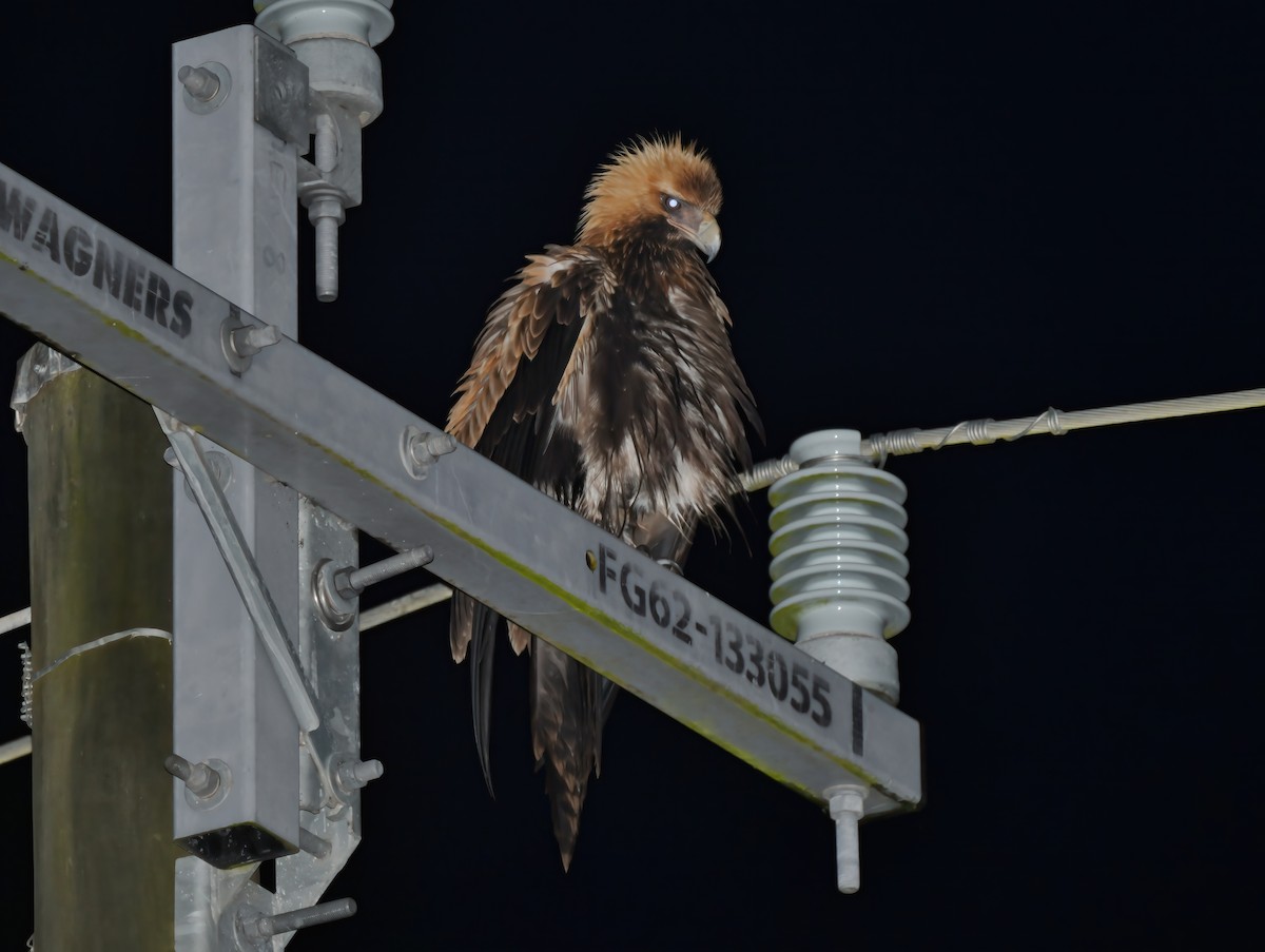 Wedge-tailed Eagle - Steven McBride